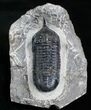 Bargain Morocconites Malladoides Trilobite #4101-4